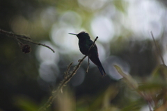 Thalurania glaucopis
