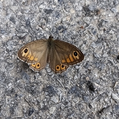 Lasiommata schakra