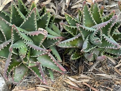 Aloe