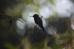 Thalurania glaucopis