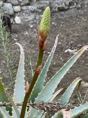 Aloe