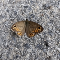 Lasiommata schakra