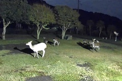 Cervus nippon nippon