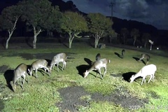 Cervus nippon nippon