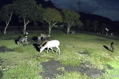 Cervus nippon nippon