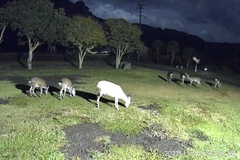 Cervus nippon nippon