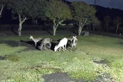 Cervus nippon nippon