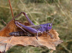 Stenobothrus lineatus