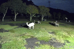 Cervus nippon nippon