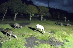 Cervus nippon nippon