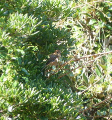 Lanius bucephalus