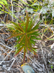 Montrouziera sphaeroidea