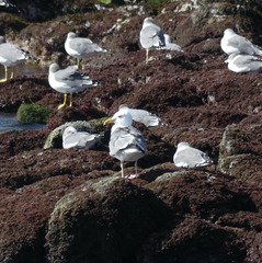 Larus argentatus mongolicus