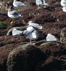 Larus argentatus mongolicus