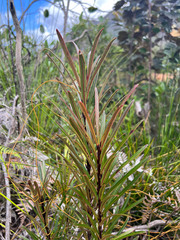 Montrouziera sphaeroidea