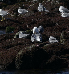 Larus argentatus mongolicus
