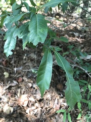 Quercus hemisphaerica