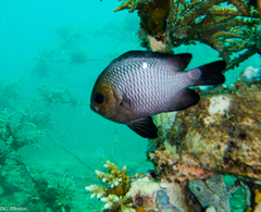 Dascyllus trimaculatus