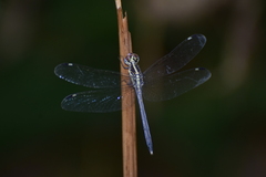 Hemistigma albipunctum