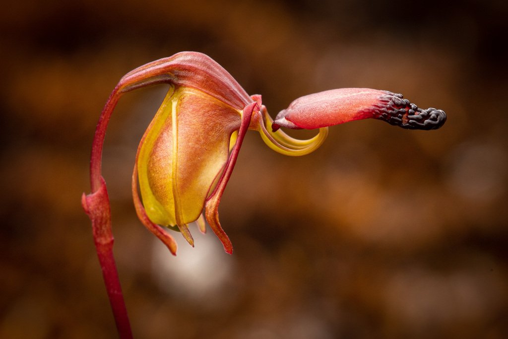 Caleana granitica