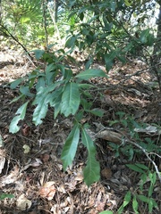 Quercus hemisphaerica