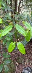 Syzygium hodgkinsoniae