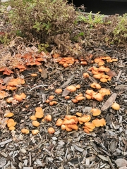 Gymnopilus sapineus