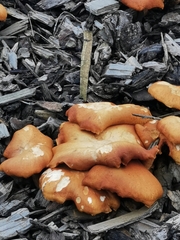 Gymnopilus sapineus