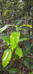 Syzygium hodgkinsoniae