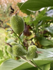Tracheophyta