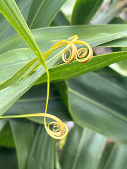 Flagellaria neocaledonica