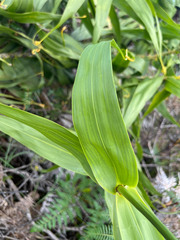Flagellaria neocaledonica