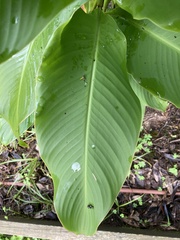 Tracheophyta