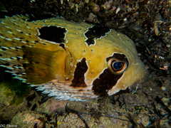 Diodon liturosus