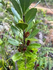 Peripterygia marginata