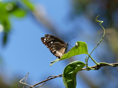 Euploea core corinna