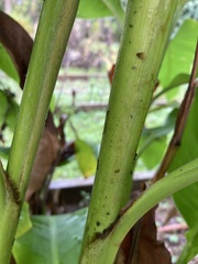 Tracheophyta