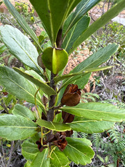 Peripterygia marginata