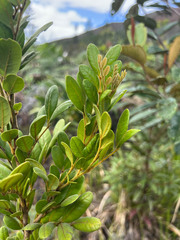 Guioa villosa