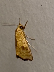 Rusicada combinans