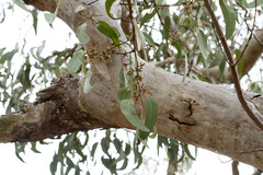 Eucalyptus bancroftii