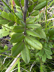 Guioa villosa