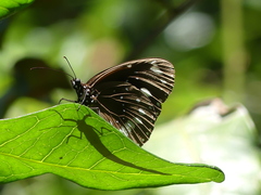 Euploea core corinna