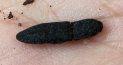 Lacon punctatus