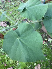 Angiospermae