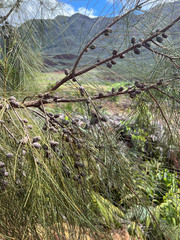 Casuarina collina