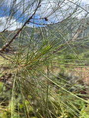 Casuarina collina