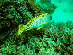 Plectorhinchus gaterinus