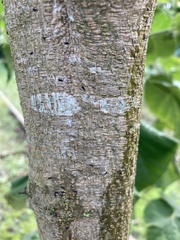 Angiospermae