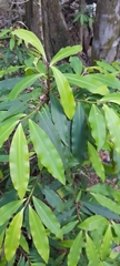 Ardisia bakeri